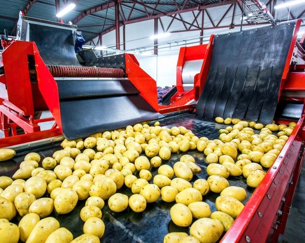 Aardappels in chipsfabriek