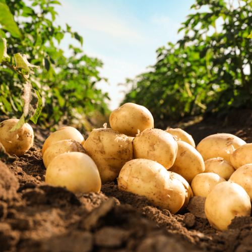Aardappels in het veld 